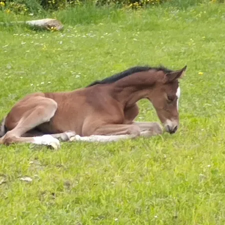 Zeit-/los Quilk Ferienhaus